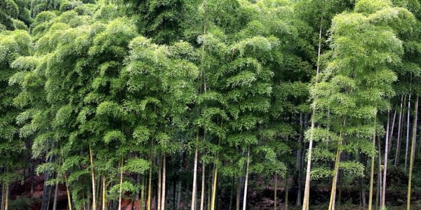 Zijn bamboe vlonderplanken milieuvriendelijk?