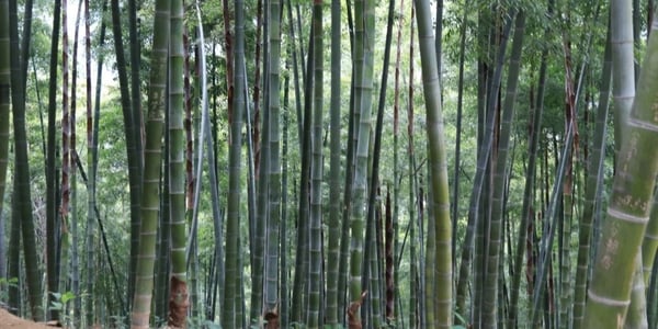 Desmascarado: 8 Mitos sobre o bamboo Moso