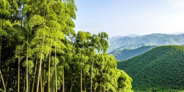 La production durable du bambou MOSO®