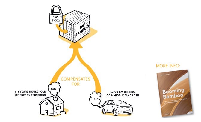 Quelle est la quantité de CO2 stockée dans le bambou ?