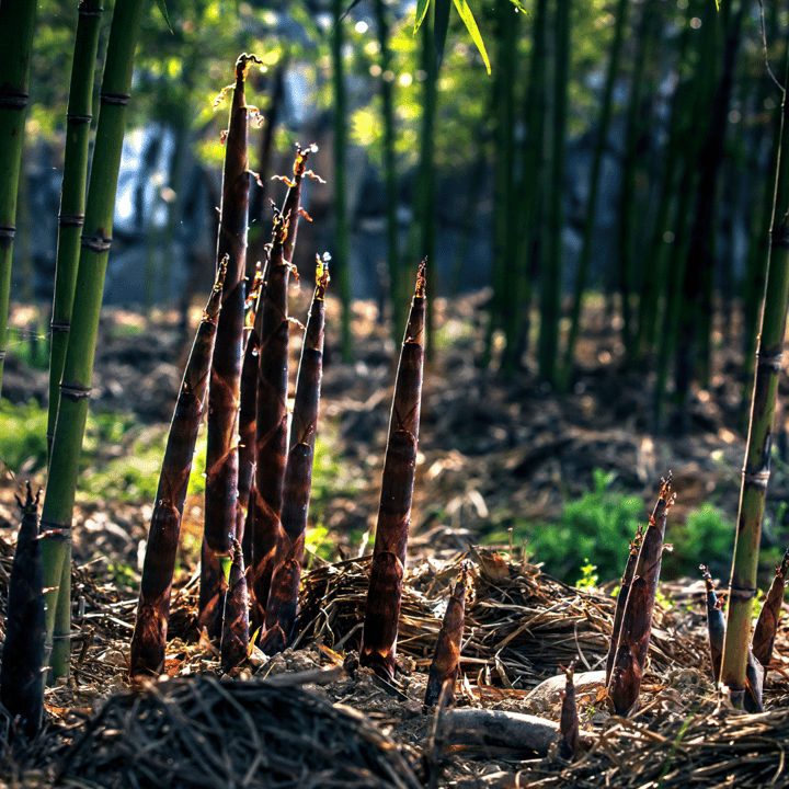 bamboemateriaal milieuvoordelen