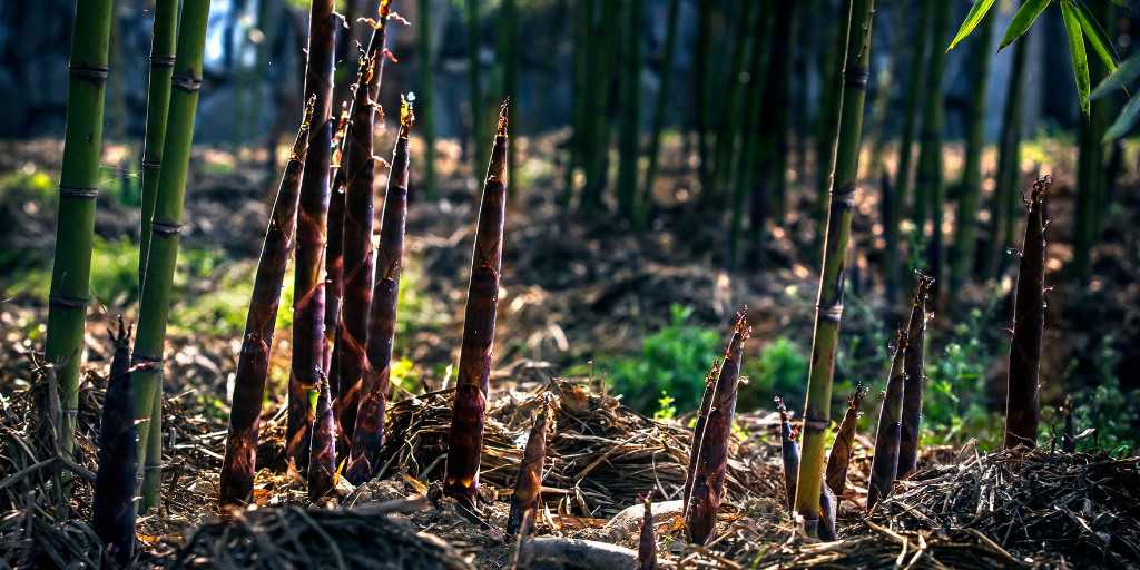 bamboe groei