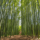 bamboo wood plantation