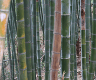 bamboo wood