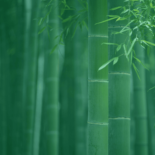 Bamboo Forest CTA 500x500